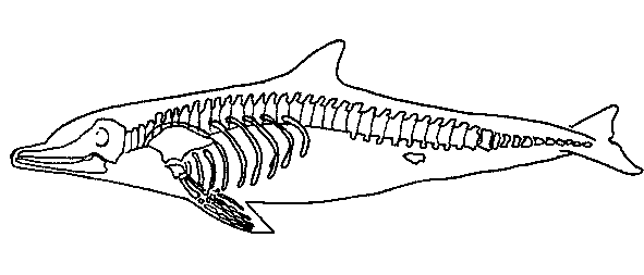 dolphin skeleton