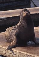 California sea lion