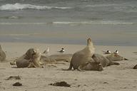 Australian sea lion