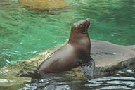 Steller sea lion pup