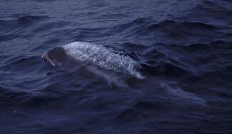 copyright George McCallum