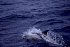 copyright George McCallum