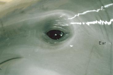 Dolphin eye